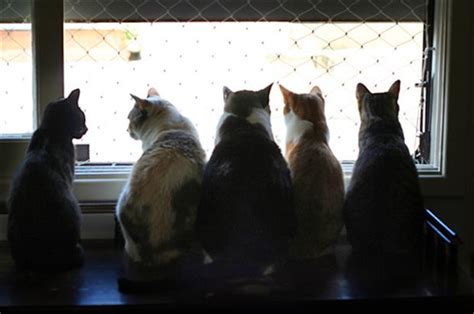 ふじみ野市天気予報 - 雲の上で踊る猫たちの秘密会議