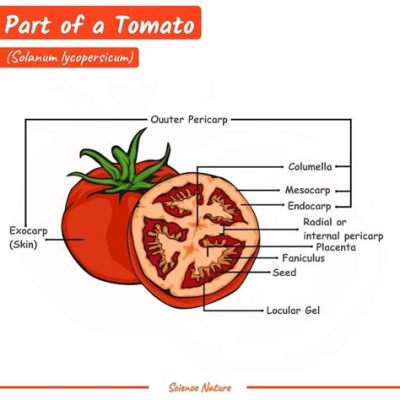 トマト 緑の部分 - その秘密と多様な利用法